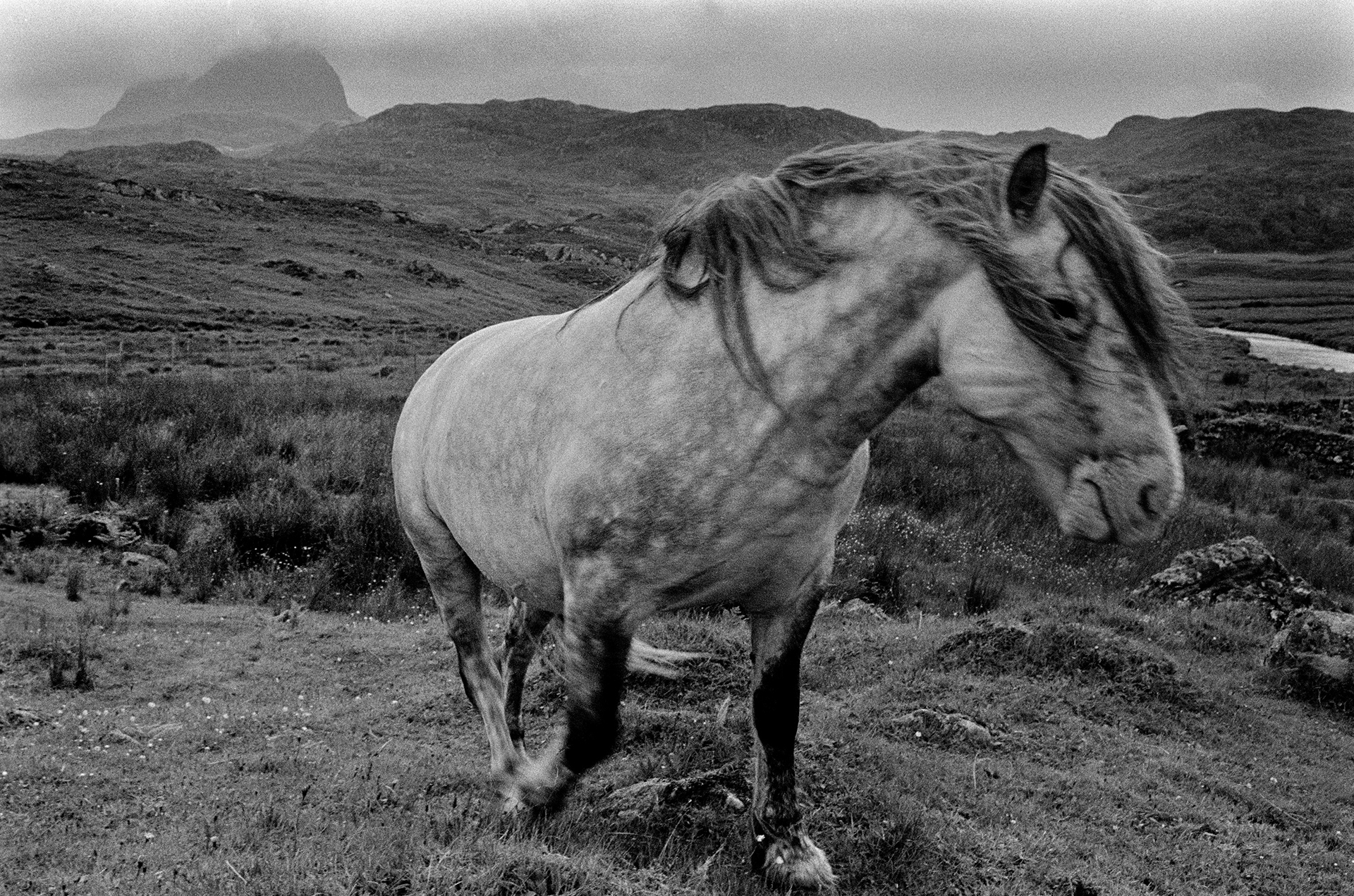 Image of Suilven Stalking Pony by Glyn Satterley