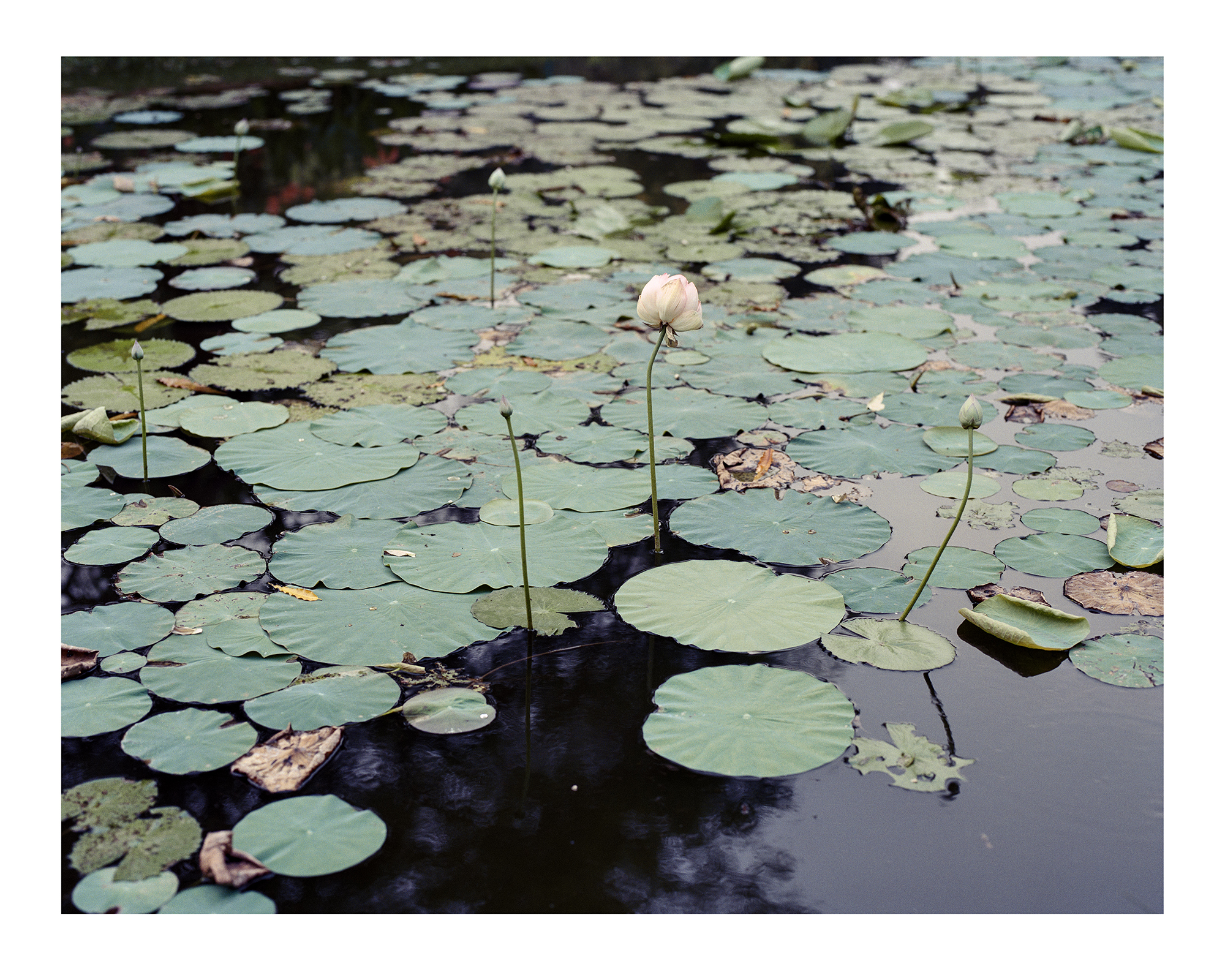 Image of Parimal Gardens (2016) by Arpita Shah