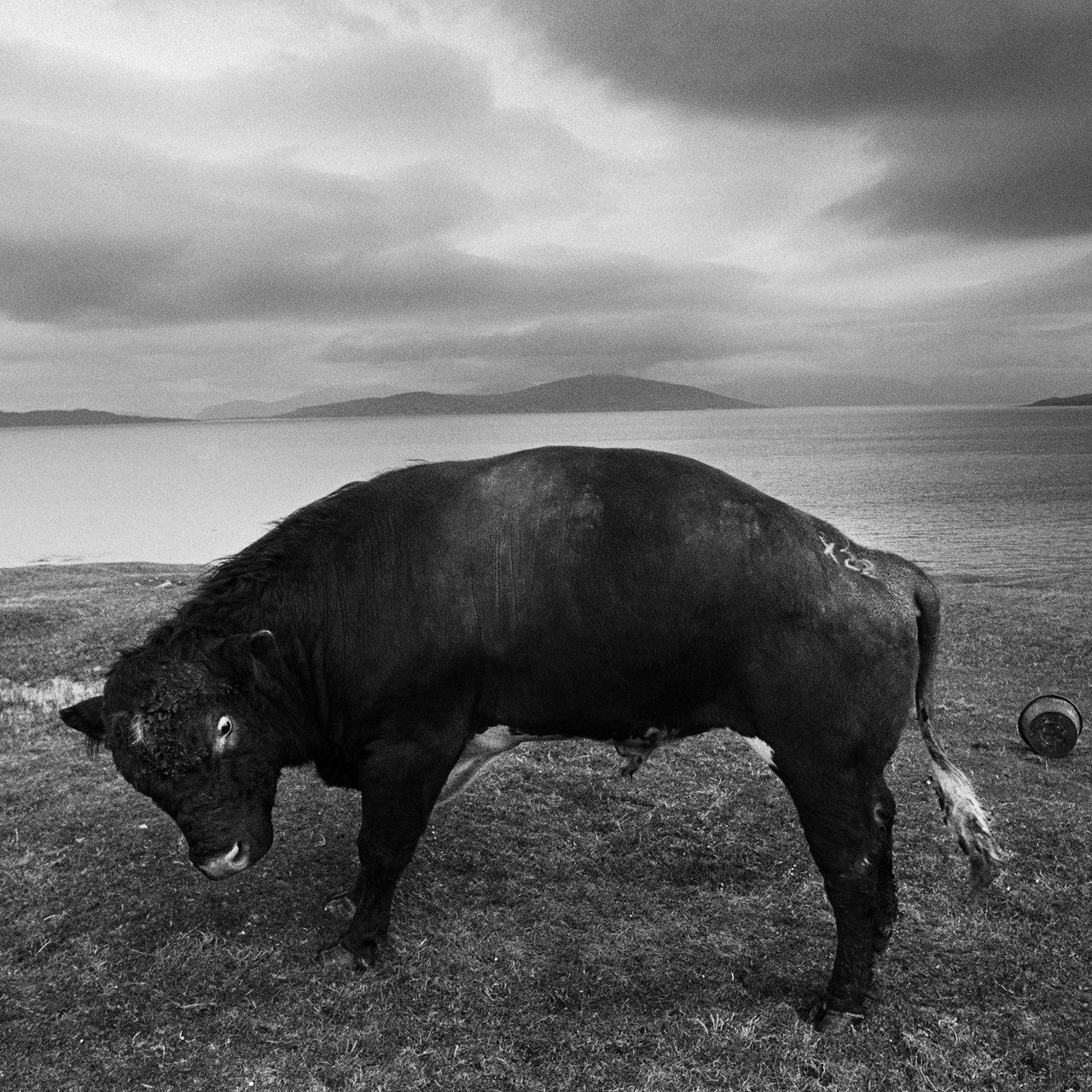 Image of The Scarista Bull, Isle of Harris (1979) by Oscar Marzaroli