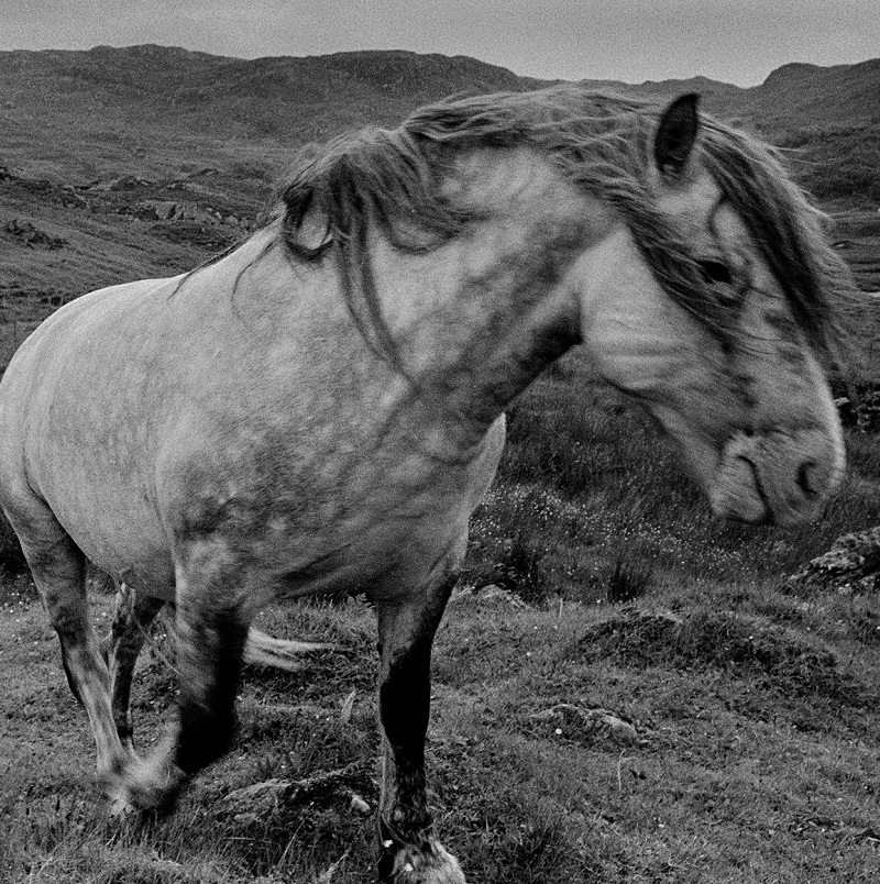 Image of Suilven Stalking Pony by Glyn Satterley