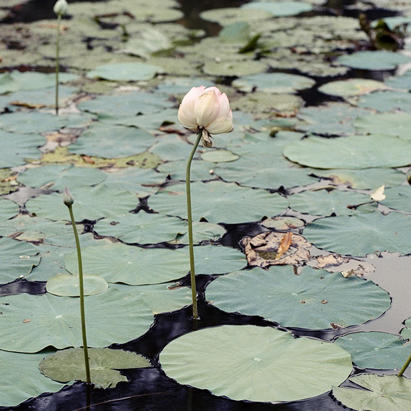 Image of Parimal Gardens (2016) by Arpita Shah