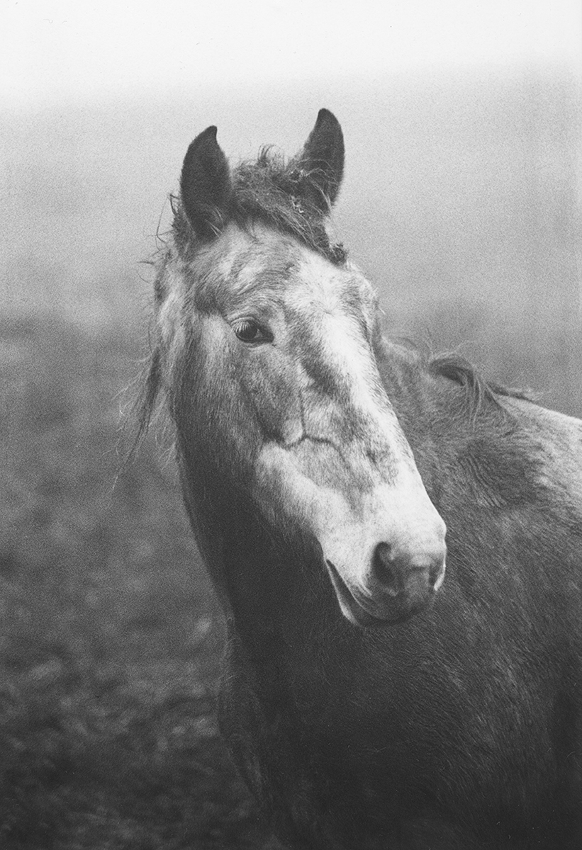 Image of Pale Horse, Mizen Head, Cork by Frank McElhinney