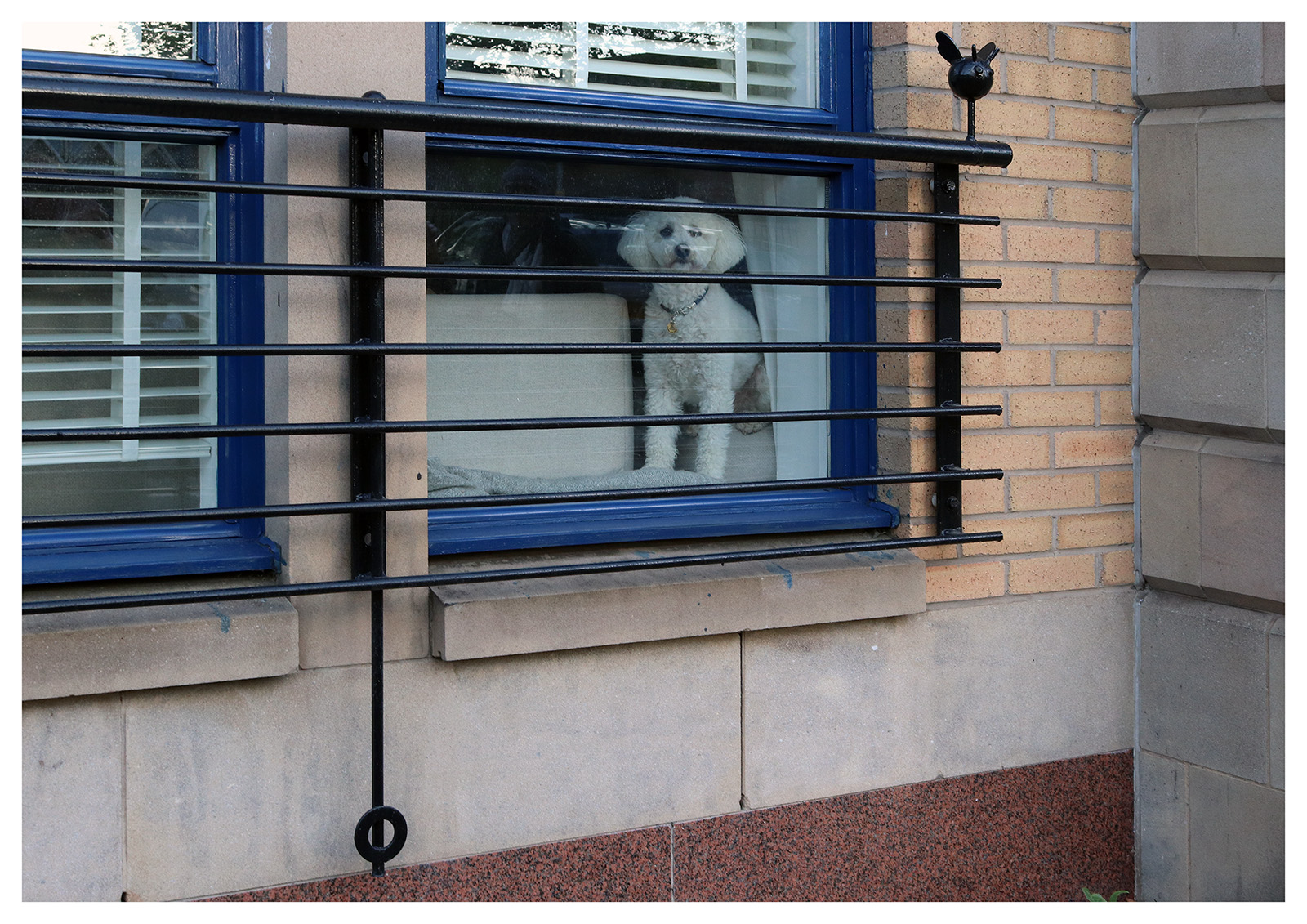 Dog in the Window 